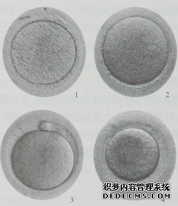 图2-10  不同阶段的卵子