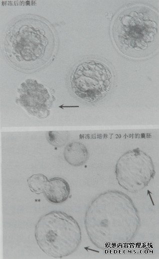 图2-6  冷冻-解冻后的囊胚