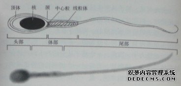 图1-3 精子的结构图