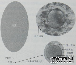 图1一6  卵子的相对尺寸和显微镜下放大的卵子形态构造