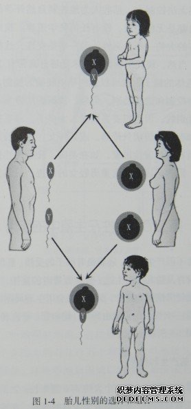 图1-4  胎儿性别的选择和组合