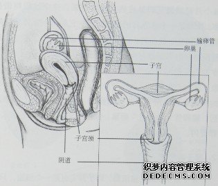 女性生殖系统